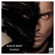 black bird flying pat gedeon music